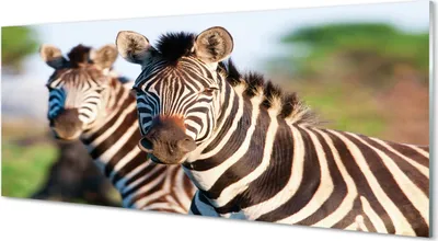 Produktbild von Glasbilder 125x50 Wandkunst Zebra