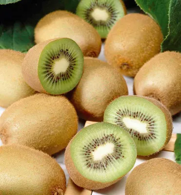 Produktbild von Großfrüchtige Kiwi ´JENNY´ 60-70 cm, Cont. 3 l, Pflanze mit Rankhilfen