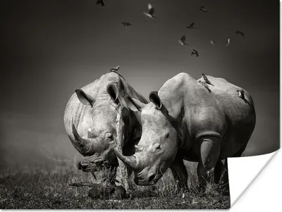 Produktbild von MuchoWow® Poster Nashorn - Vogel - Tiere - Landschaft - Schwarz und weiß 160x120 cm - Foto Plakat