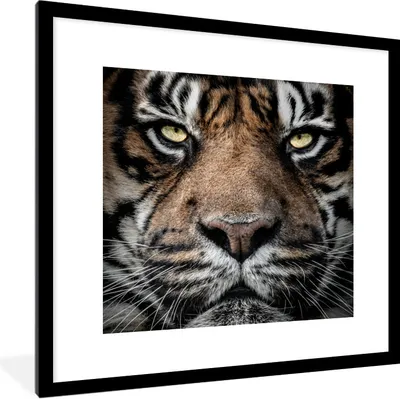 Produktbild von MuchoWow® Gerahmtes Poster Porträt-Tiger auf schwarzem Hintergrund 40x40 cm - Poster mit Schwarzem Bilderrahmen Wandposter Rahmen Foto Bilder - Poster - Plakat im Rahmen