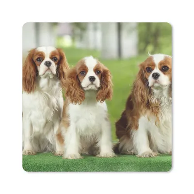 Obrázek produktu pro Podložka pod myš - Čtyři kavalír King Charles španělé v řadě za sebou - 20x20cm - Podložka pod myš