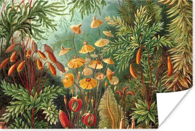 Produktbild von MuchoWow® Poster Gestaltung - Natur - Pilze - Ernst Haeckel 60x40 cm - Schlafzimmerdekoration