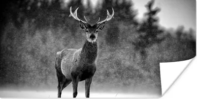 Produktbild von MuchoWow® Poster Tiere - Hirsche - Winter - Schwarz - Weiß 40x20 cm - Poster für die Wand - Poster Schlafzimmer
