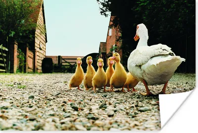 Produktbild von MuchoWow® Poster Ente mit Jungen 90x60 cm - Schlafzimmer