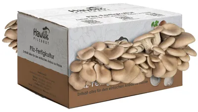 Produktbild von Hawlik Pilzbrut Austernpilzkultur groß – Pilzzucht Set, Pilze anbauen zuhause, Pleurotus, +12 bis +18°C