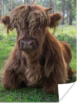 Produktbild von MuchoWow® Poster Schottischer Highlander - Kröte - Tiere 60x80 cm - Schlafzimmer Dekoration