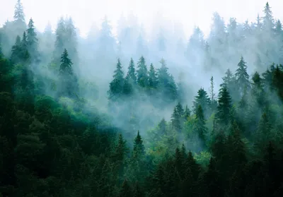 Produktbild von WALD NATUR NEBEL Vlies Fototapete (416x254cm - 4 Bahnen) Landschaft Wald Bäume Wohnzimmer Schlafzimmer Wandtapete TAPETE XXL UV-Beständig Montagefertig