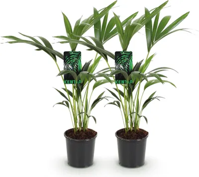 Produktbild von Howea Forsteriana – Kentia-Palme – 2 Pflanzen – 70–75cm – 17cm – Pflegeleichte Zimmerpalmen mit eleganten Wedeln – Robuste, luftreinigende Grünpflanzen für stilvolle Innenräume