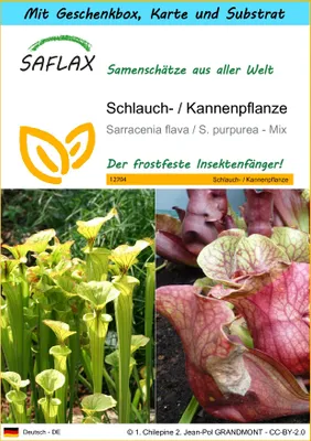 Produktbild von SAFLAX Geschenk Set - Schlauch- / Kannenpflanze - Sarracenia flava / S. purpurea - Mix - 10 Samen - Mit Geschenkbox, Versandaufkleber, Geschenkkarte und Anzuchtsubstrat