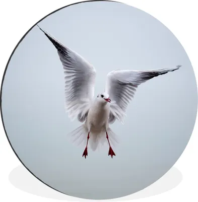 Produktbild von MuchoWow® - Wand Bild - Wohnzimmer - Runde Bilder - Alubilder - Kunst für zu Hause - Aluminium - Wanddekoration