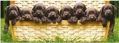 Produktbild von Welpen (Puzzle)