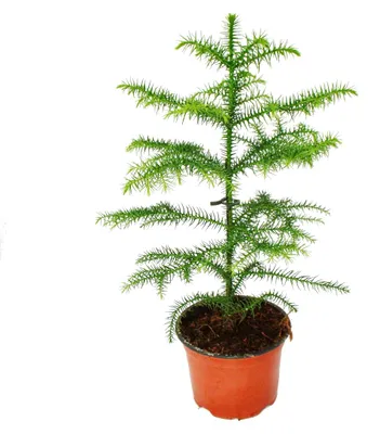 Produktbild von Araucaria heterophylla 12cm, Zimmertanne