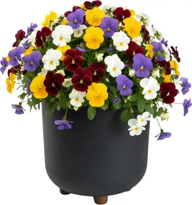 Obrázok produktu pre HowHomely | Kvetináč – kvetináč s nožičkami – antracitová farba – 27 x 24 cm – kvetináč – praktický