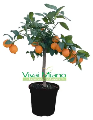 Immagine prodotto di Pianta di Lime Rossa di Rangpur  (vaso - 20) con frutto