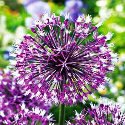 Zdjęcie produktu dla Allium Czosnek Ozdobny Akbulak 3 szt. Cebulki Kwiatowe Czosnki Ozdobne