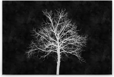 Produktbild von Leinwandbild Bäume Wald 60 x 90 cm - Wandbild Schwarz Weiß Baum Tadessi Leinwandbild - Keilrahmen Wohnzimmerdeko Wanddeko Wandgemälde