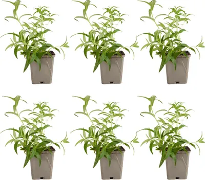Image de Bloomique - Lot de 6 - Nepeta Blue Moon - Cataire - Rustique - Vivace - Mellifère - Hauteur 10-20 cm - Pot 9 cm