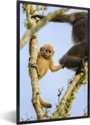 Produktbild von MuchoWow® MuchoWow® Gerahmtes Poster Junger Affe schaut in die Kamera 60x90 cm - Poster mit zchwarzem Bilderrahmen - Kunst