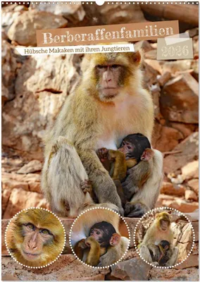 Produktbild von Berberaffenfamilien (Wandkalender 2026 DIN A2 hoch), CALVENDO Monatskalender