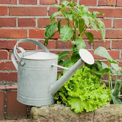 Produktbild von Gießkanne aus Zink für den Garten, Blumen-Gießkanne, Zinkkanne, 3,6 Liter