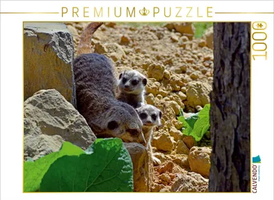 Produktbild von Calvendo Ein Motiv aus dem Kalender Erdmännchens Kinderstube 1000 Teile Puzzle quer 640x480mm, Laue Ingo; 7279004
