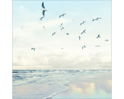 Produktbild von Glasbild Seagulls On The Beach 30x30 cm