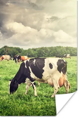 Produktbild von MuchoWow® Poster Kühe - Weide - Natur - Tiere - Landschaft 80x120 cm - Papierdruck