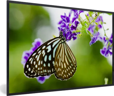 Produktbild von MuchoWow® Gerahmtes Poster Lavendel - Schmetterling - Botanisch 90x60 cm - Poster mit Schwarzem Bilderrahmen Wandposter Rahmen Foto Bilder - Fotorahmen - Foto-Plakat
