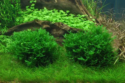 Produktbild von Aquarium Pflanze Moos Monosolenium tenerum Tropica Nr.002C TC in Vitro 1-2 Grow