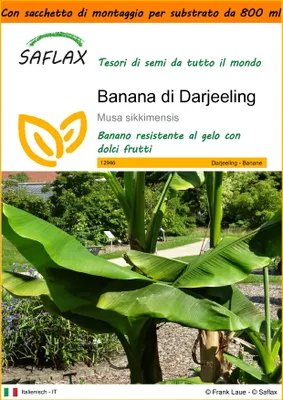 Immagine prodotto di SAFLAX Garden in the bag - Banana di Darjeeling - 5 semi - Musa