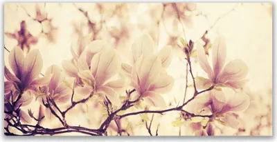 Produktbild von Glasbilder 140x70 Wandbild Druck auf Glas Blumen Pflanzen