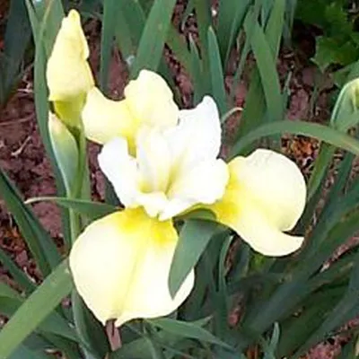 Imagen del producto de 6 x Iris 'Butter And Sugar' (gloriosa) | Maceta de 9x9 cm