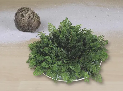 Produktbild von Rose von Jericho