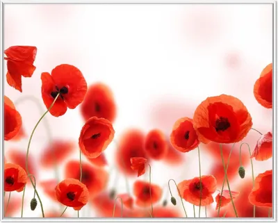 Produktbild von Wallario Wandbild Leuchtende Mohnblumen - Rote Mohnblumenblüten, Größe: 40,30 x 50,30 cm, Poster mit weißem Aluminiumrahmen