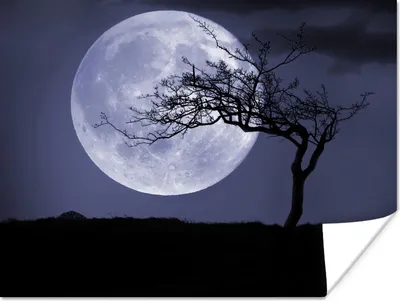 Produktbild von MuchoWow® Poster Mond - Baum - Schwarz 120x90 cm - Wandbild