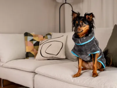Produktbild von TrendPet Dampfhund Hundebademantel Gr. 02
