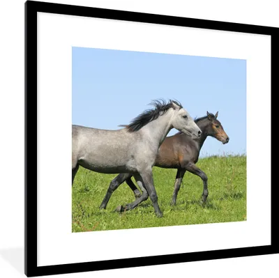 Produktbild von MuchoWow® Gerahmtes Poster Pferde - Tiere - Gras 40x40 cm - Poster mit Schwarzem Bilderrahmen Wandposter Rahmen Foto Bilder - Poster - Plakat im Rahmen