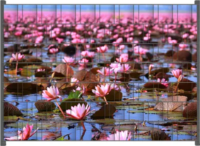 Produktbild von Wallario Zaunsichtschutz mit Motiv Seerosenlandschaft mit rosa Blüten für Ein- und Doppelstabmatten Zäune in der Größe 200 x 140 cm