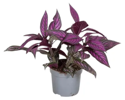 Obrázok produktu pre Gardners Strobilanthes Dyeriana, priemer 13 cm