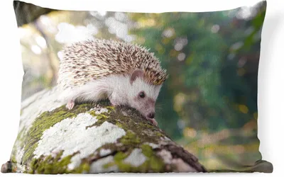 Produktbild von MuchoWow® Outdoor Kissen - Kriechender Igel auf einem Ast - 60x40 cm - Wetterfest - Lounge Kissen - Zierkissen - Kissen für Innenräume