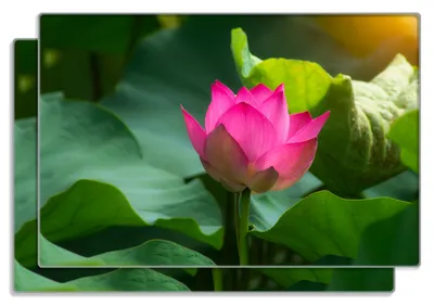 Produktbild von Wallario Frühstücksbrettchen 2er Set aus Glas, je 20 x 30 cm, mit rutschfesten Füßen, Motiv Pinke Lotosblüte im Sonnenschein