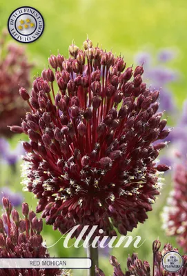 Artikelbild 2 von 'Zierlauch Red Mohican (2 Stück)' aus der Kategorie Zierlauchzwiebeln / Allium