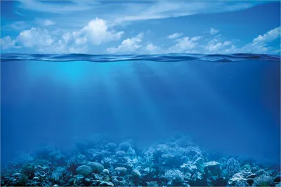 Produktbild von Wallario selbstklebendes Poster - Unterwasserwelt Meer, Größe: 61 x 91,50 cm