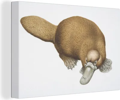 Obrázok produktu pre OneMillionCanvasses® - Plátno na stenu - 140x90 cm, Ilustrácia platypusu, nástenná dekorácia