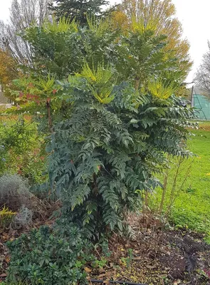 Image de Mahonia x media 'Charity'
