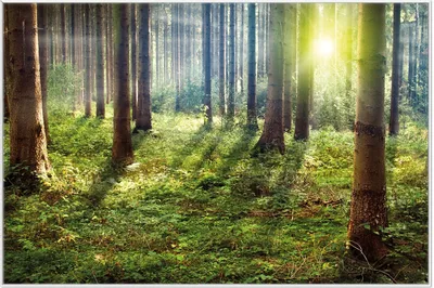 Produktbild von Wallario Wandbild Sonnenuntergang im Wald zwischen den Bäumen, Größe: 61 x 91,50 cm, Poster mit weißem Aluminiumrahmen