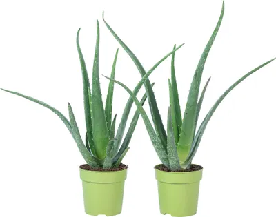 Image de lot de 2 Aloe vera - plante succulente purificatrice d'air & décorative, pot Ø 12 cm, hauteur env. 35 cm