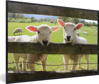 Produktbild von MuchoWow® Gerahmtes Poster Schafe - Tiere - Bauernhof 90x60 cm - Poster mit Schwarzem Bilderrahmen Wandposter Rahmen Foto Bilder - Fotorahmen - Foto-Plakat