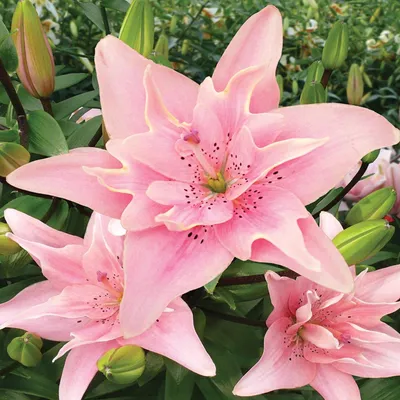Immagine prodotto di Gigli Fiori Bulbi Fiori Giglio doppio asiatico Elodie 1 pz.