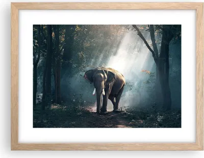Produktbild von Gerahmtes Poster - Rahmen in heller Eiche - elefant natur - 40x30 cm - Wand Bild - Wanddeko - Wandbilder - Kunstposter - Wandposter - Bilderrahmen - Bilder - Kunstdruck - Wandbild - P2NAA40x30-3972